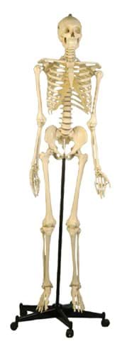 Skelett Homo 180cm